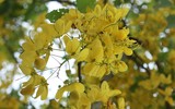 Hồ Tây ngập sắc vàng hoa muồng hoàng yến